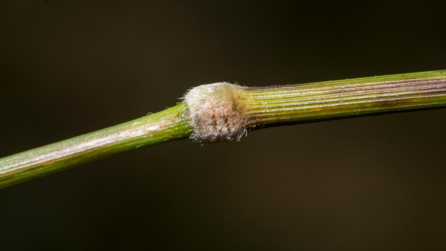 Poaceae in crinale appenninico